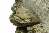 Jurassic Fossil Ammonite (Garantiana) with Two Bivalves - Germany #377580-3